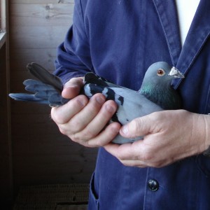 John Halstead with his Palamos bird square