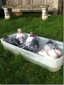 Paul Askew's bathing pigeons