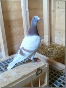 Paul Askew's first pigeon