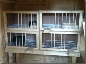 Paul Askew's nest box set up