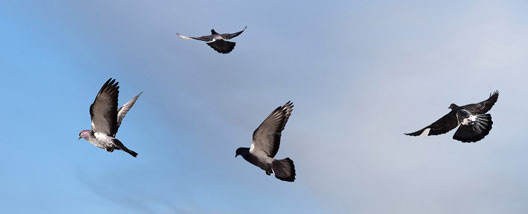 racing-pigeon-pic